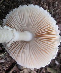 Amanita veldiei