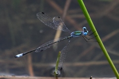 Lestes forficula