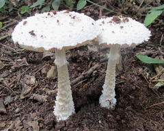 Amanita veldiei