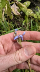 Orthrosanthus monadelphus