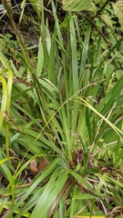 Orthrosanthus monadelphus