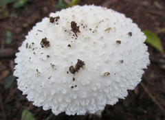 Amanita veldiei