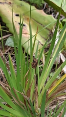 Orthrosanthus monadelphus