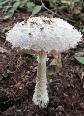 Amanita veldiei