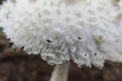 Amanita veldiei
