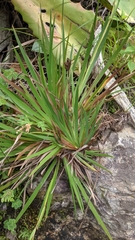 Orthrosanthus monadelphus