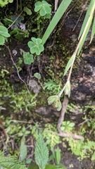 Orthrosanthus monadelphus