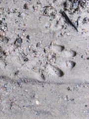 Aonyx capensis capensis