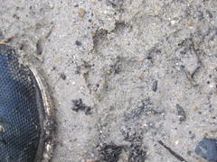 Aonyx capensis capensis