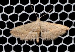 Araeopteron canescens