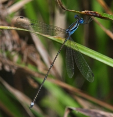 Lestes tenuatus