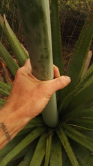 Aloe pretoriensis