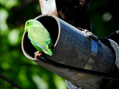 Forpus passerinus
