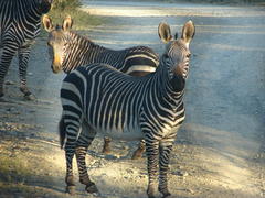 Equus zebra zebra