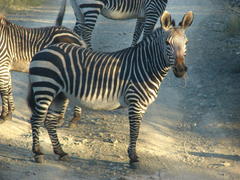 Equus zebra zebra
