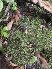 Rhynchostegium serrulatum