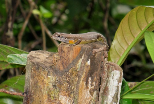 Guinea Mabuya