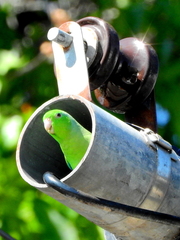 Forpus passerinus