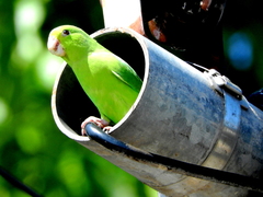 Forpus passerinus