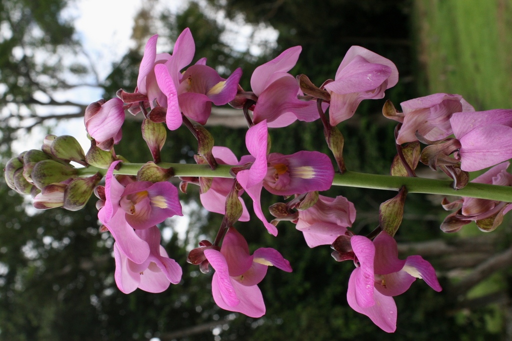Eulophia bouliawongo