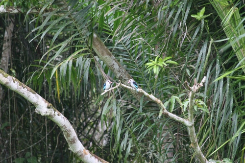 Woodland Kingfisher