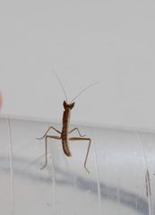 Apteromantis aptera