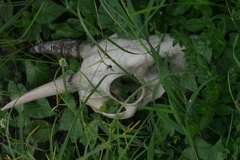 Cephalophus silvicultor