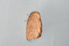 Heterogenea shurtleffi