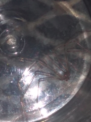 Pholcus phalangioides