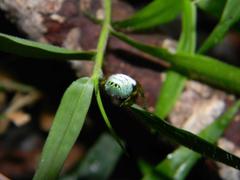 Bijoaraneus legonensis