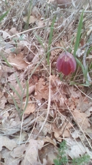 Fritillaria montana