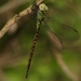 Caribbean Darner - Photo (c) Diana-Terry Hibbitts, some rights reserved (CC BY-NC), uploaded by Diana-Terry Hibbitts