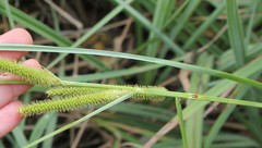 Carex spissa