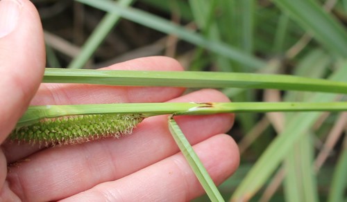 Image of Carex spissa by (c) Millie Basden, some rights reserved (CC BY)