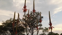 Aloe pretoriensis