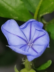 Plumbago auriculata