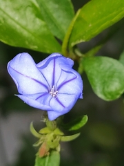 Plumbago auriculata
