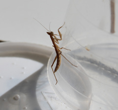 Apteromantis aptera