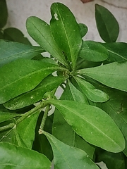 Plumbago auriculata