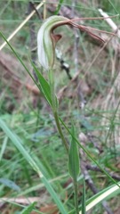 Pterostylis abrupta