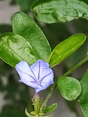 Plumbago auriculata