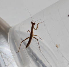 Apteromantis aptera