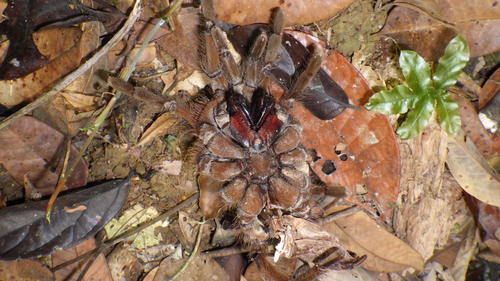 Goliath birdeater