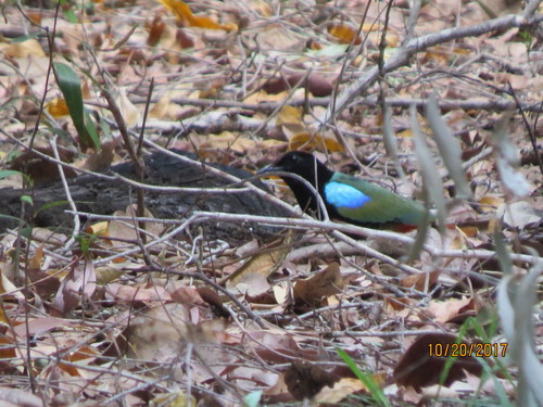 Pitta iris