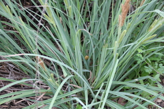 Carex spissa