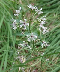 Lysimachia ephemerum
