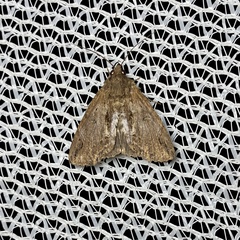 Ercheia