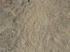 Equus zebra hartmannae