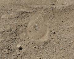 Equus zebra hartmannae