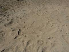 Equus zebra hartmannae